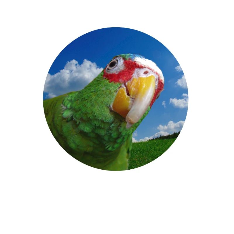 White-fronted Amazon