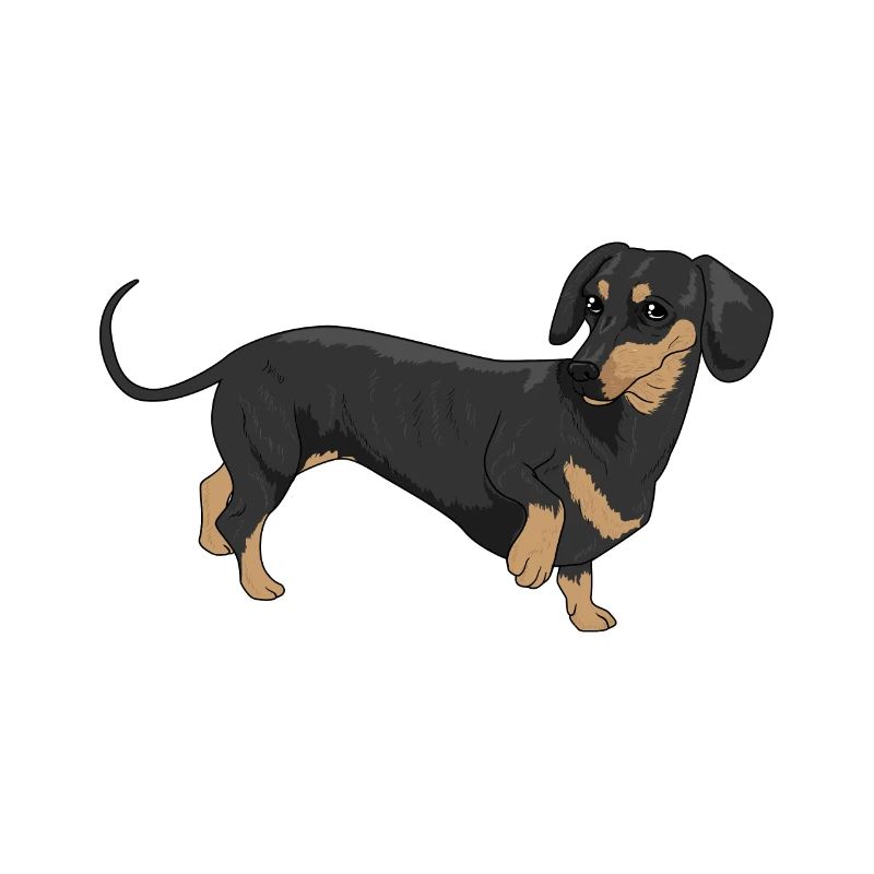 Dachshund