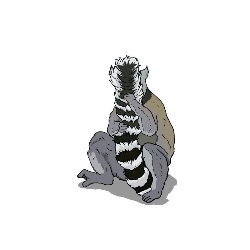 Lemur cleaning its tail Gift for lemurs