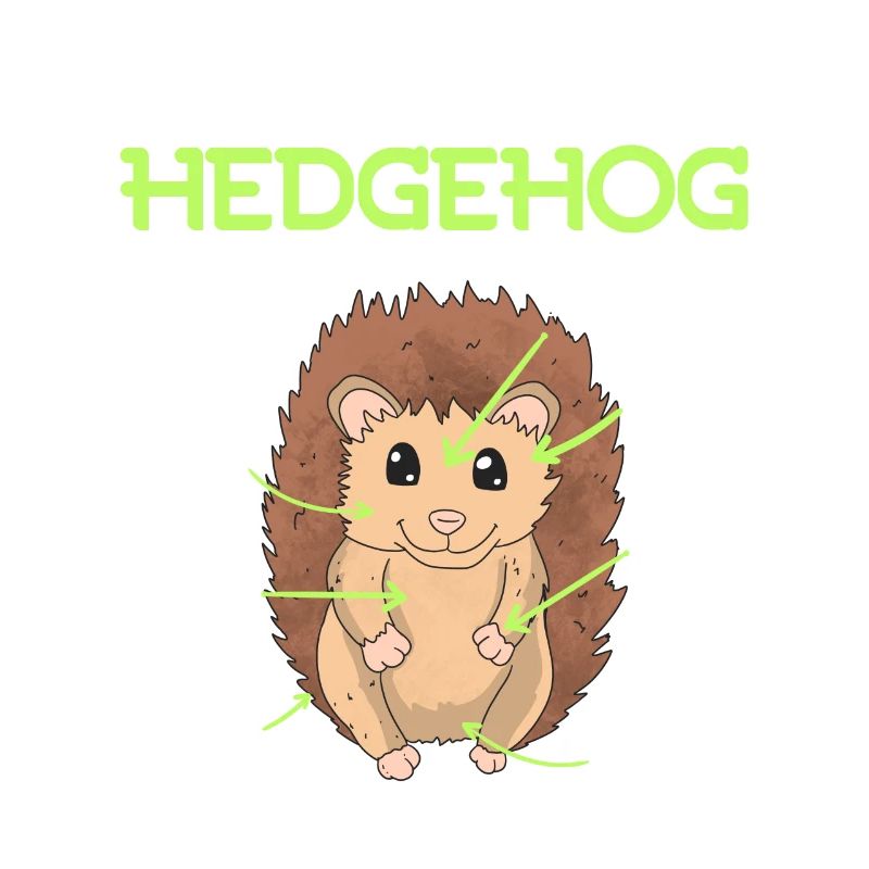 Anatomie d’un hérisson