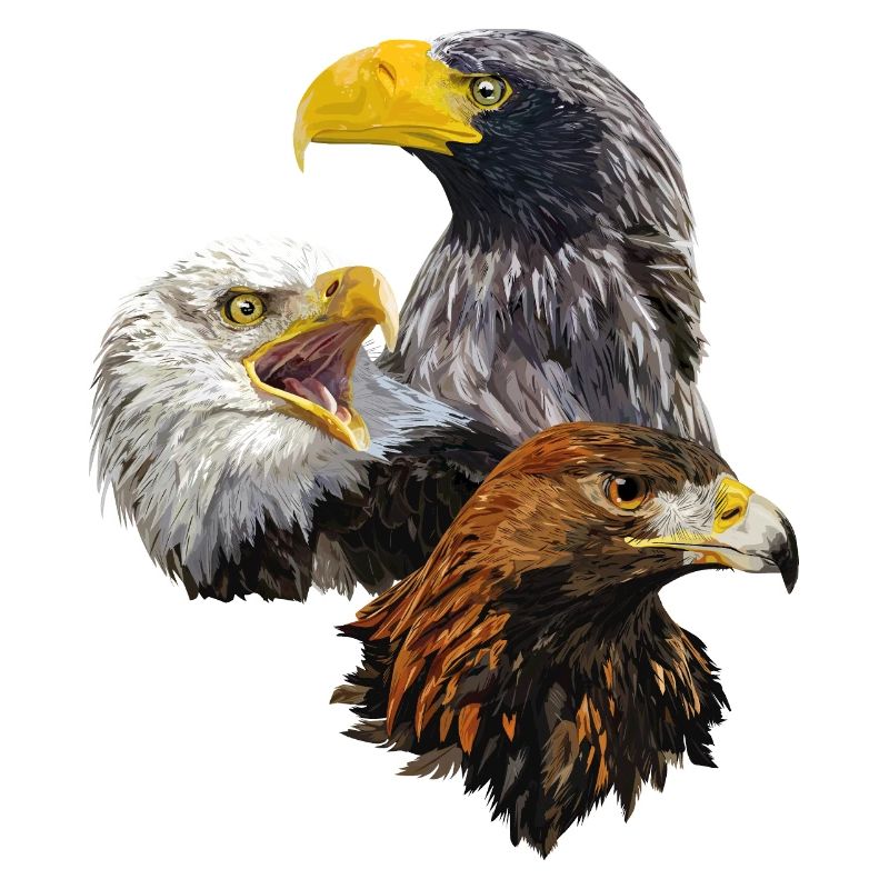 Raubvögel