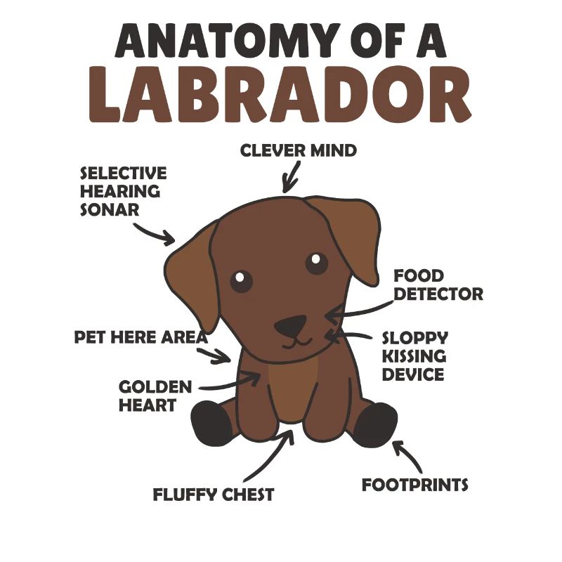 Anatomie d’un labrador Retriever chiens mignons