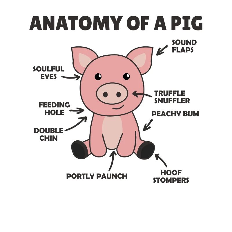 drôle d’explication de l’anatomie d’un cochon