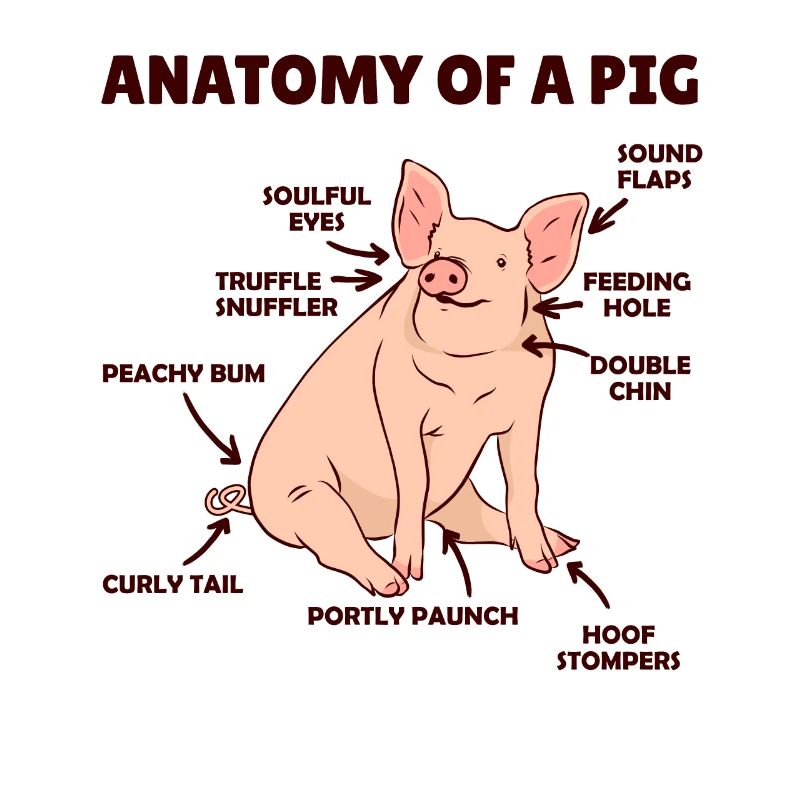 drôle d’explication de l’anatomie d’un cochon