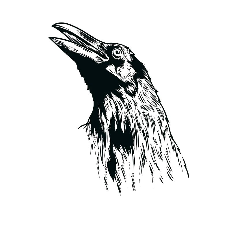 Raven's Head Crow Bird Environment and Nature