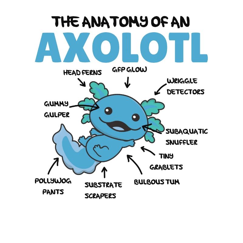 Axolotl Explication Anatomie d’un Axolotl