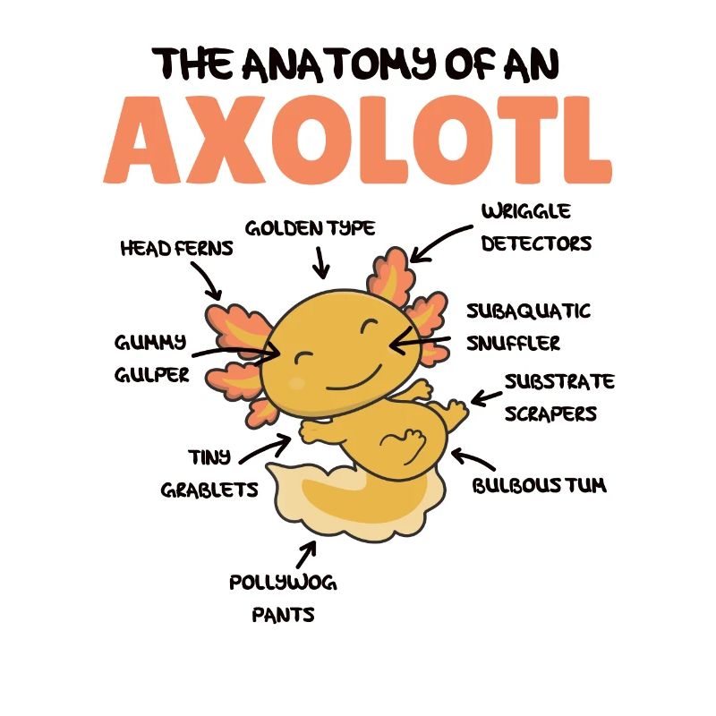 Axolotl Explication Anatomie d’un Axolotl