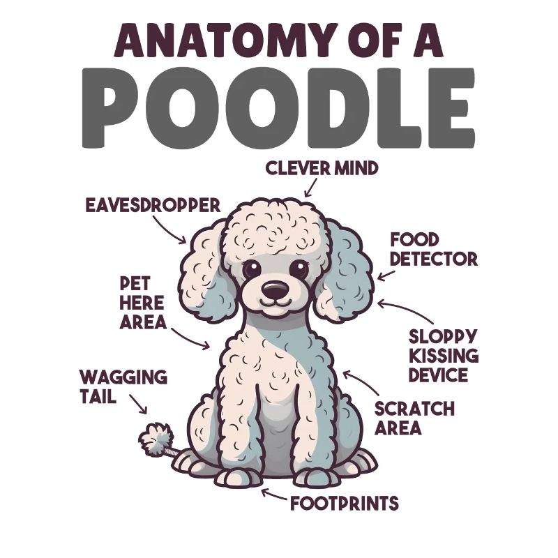 Explication du chien Anatomie d’un caniche