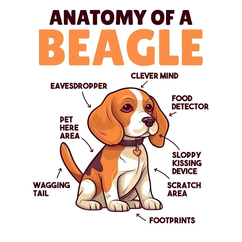 Explication du chien Anatomie d’un beagle