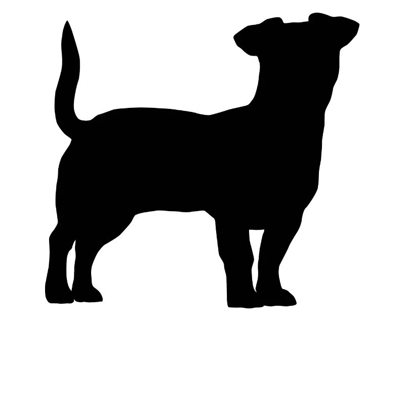 Jack Russell Terrier