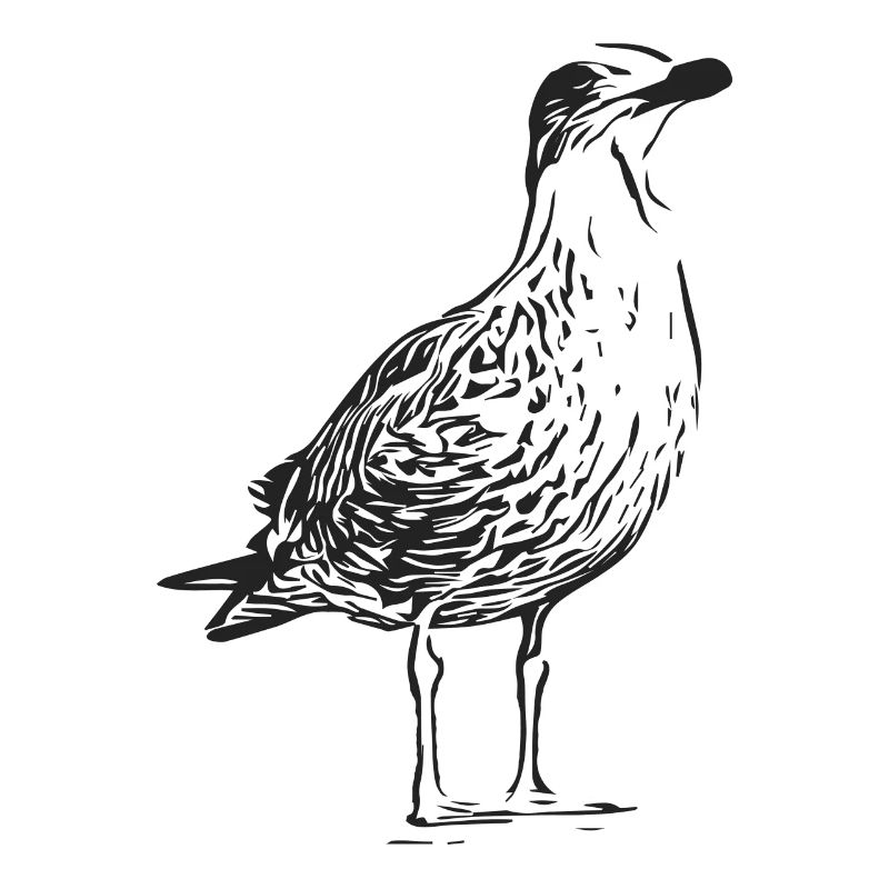 A beautiful seagull