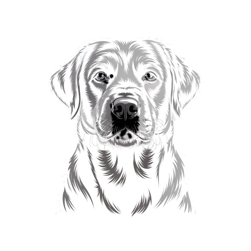 Labrador