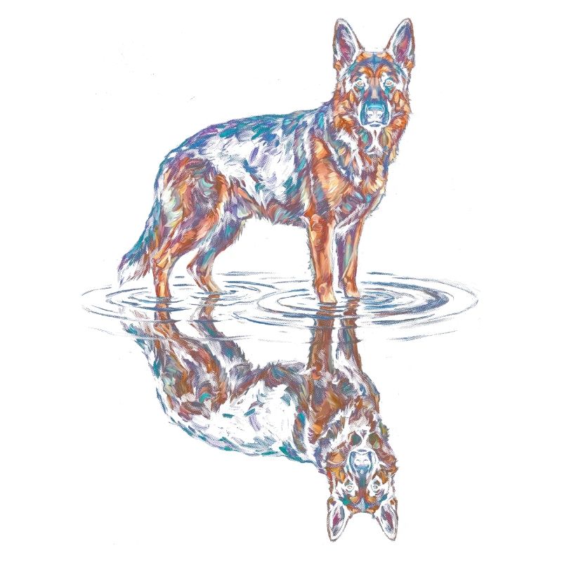 German Shepherd with Water Reflection