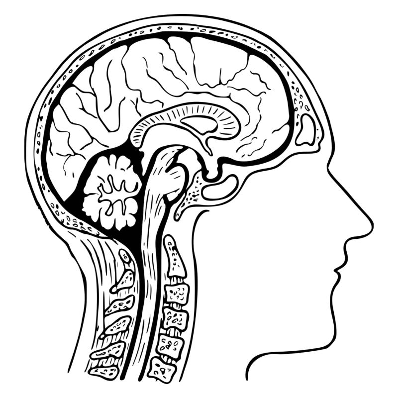 Anatomie