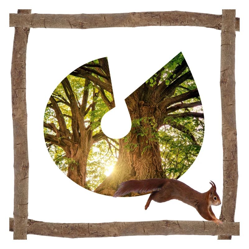 forest with squirrel u