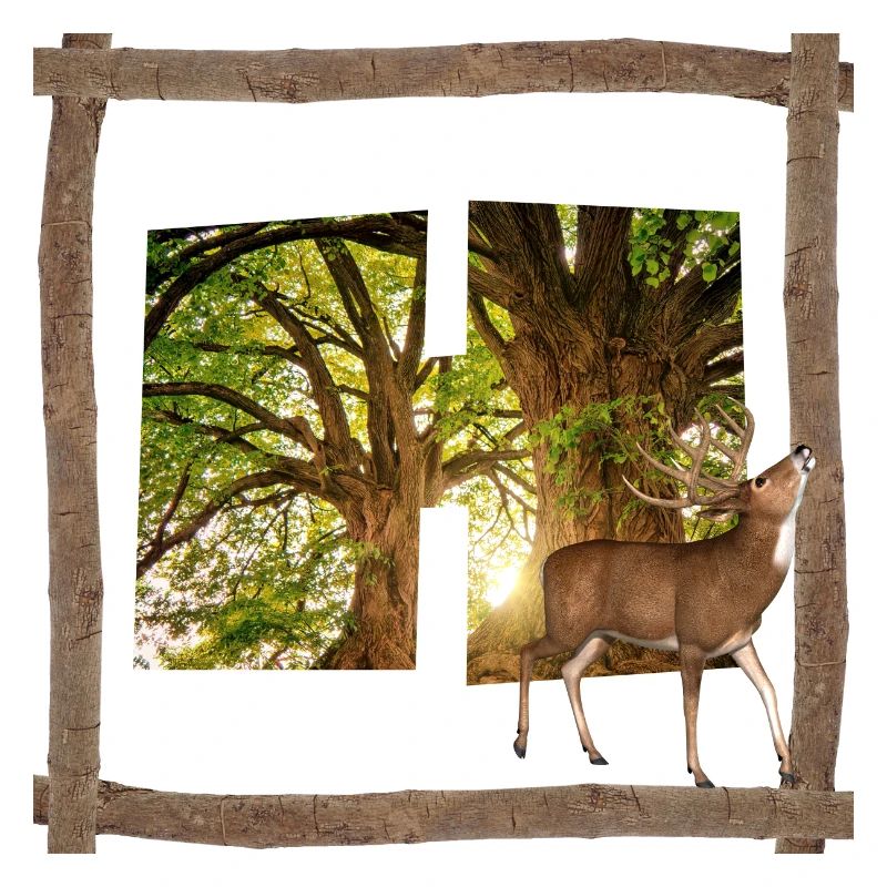 wald mit hirsch h