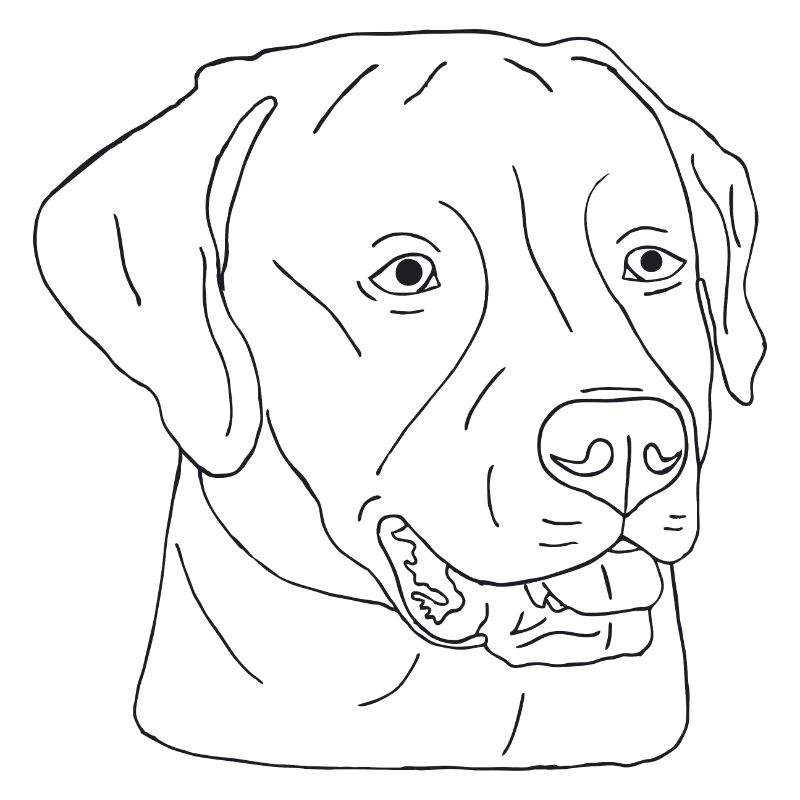 Labrador