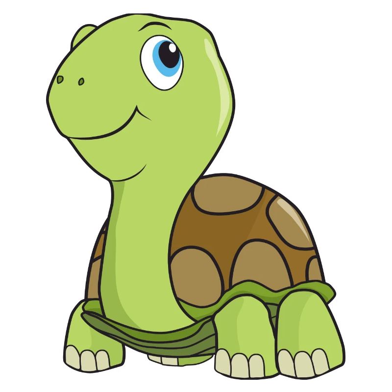 Tortoise turtle