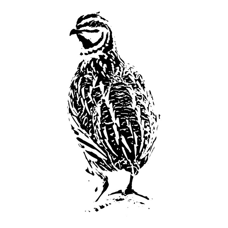 Conception de caille