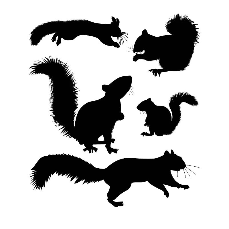 Squirrel, cute squirrel lover,