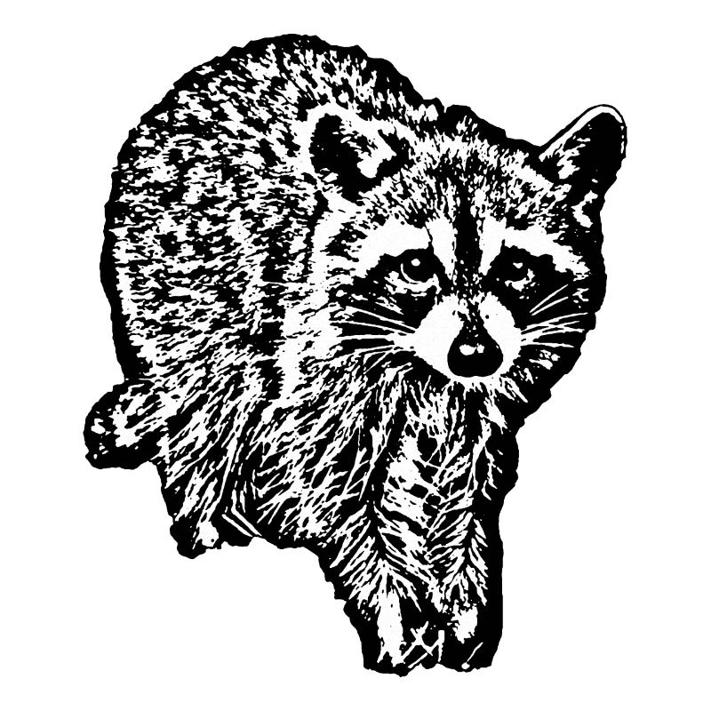 RACCOON - 1B