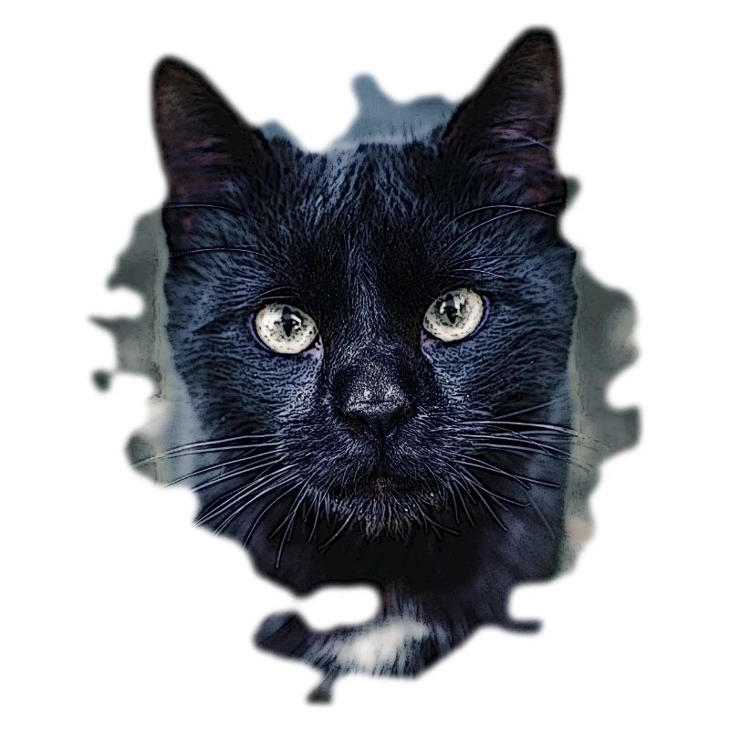 black cat schwarze Katze