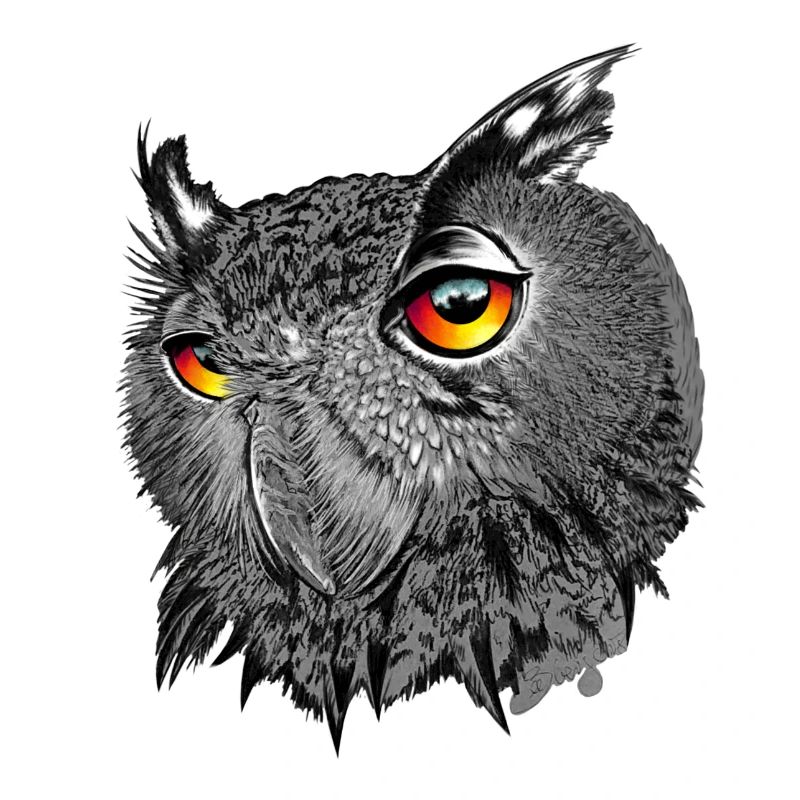 Uhu/Bubo Bubo/Hibou