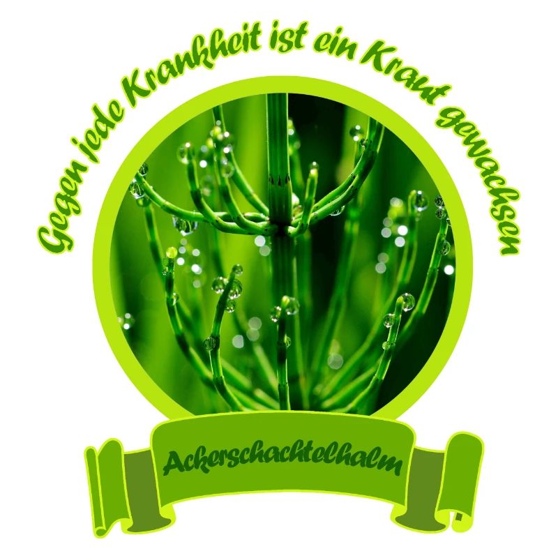 ackerschachtelhalm