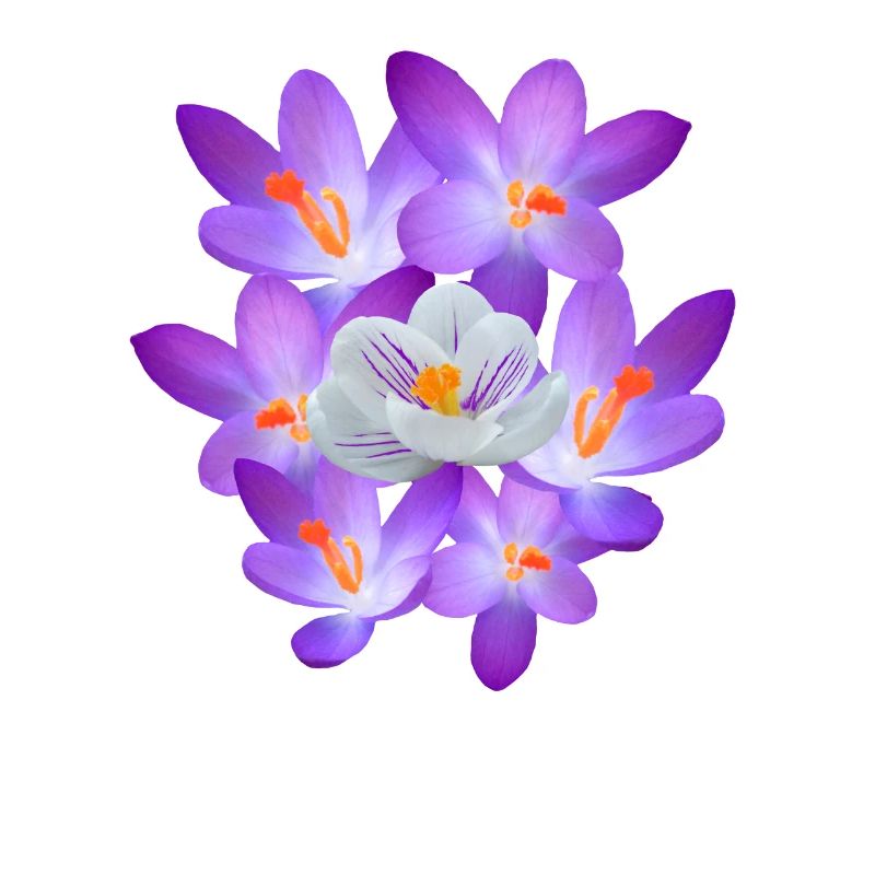 Spring flowers, purple floral pattern spring flowers