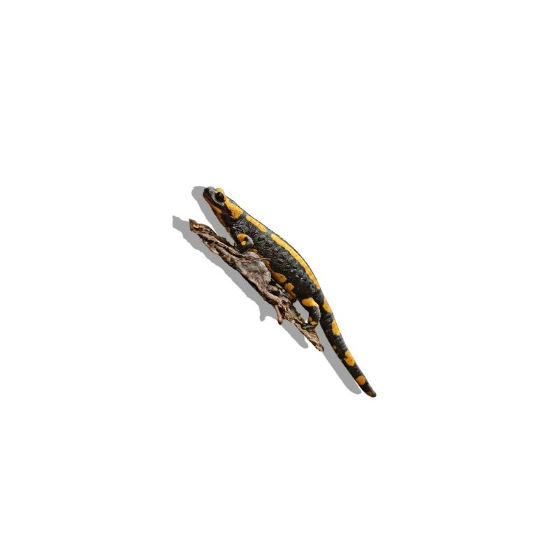 fire Salamander