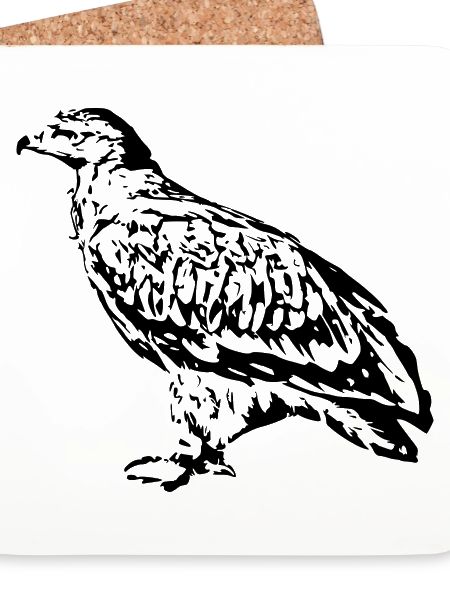Falken Vogel Vögel