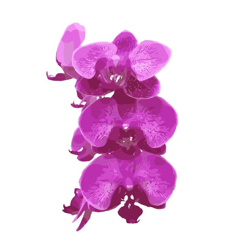 Orchidee pink blüten