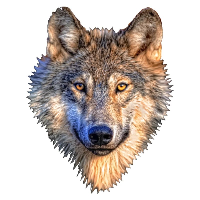 wolf
