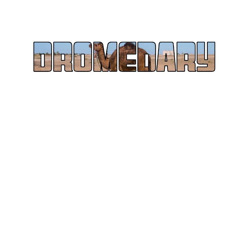 Dromedar