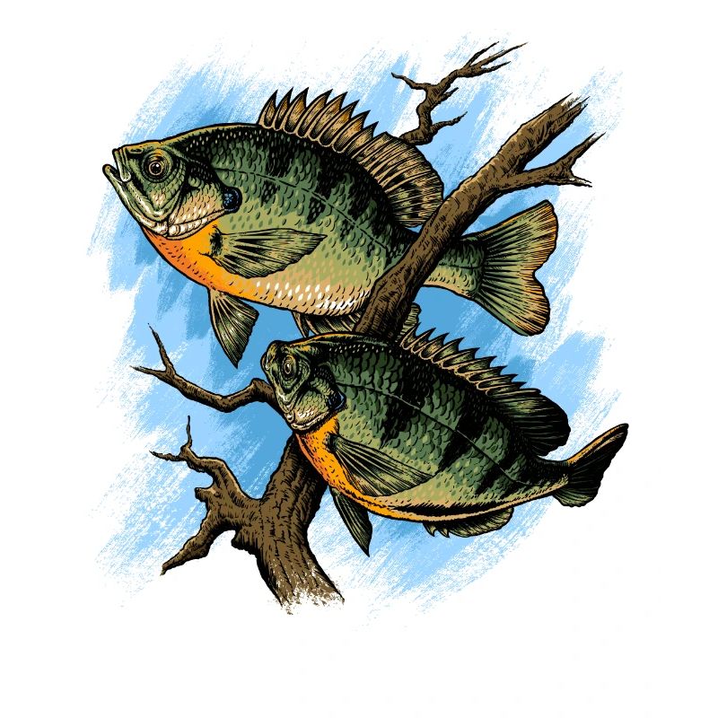 Crapet Arlequin Illustration Pêche Pullover conception