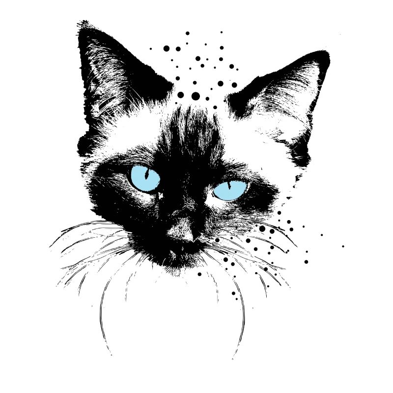 Siam Katze