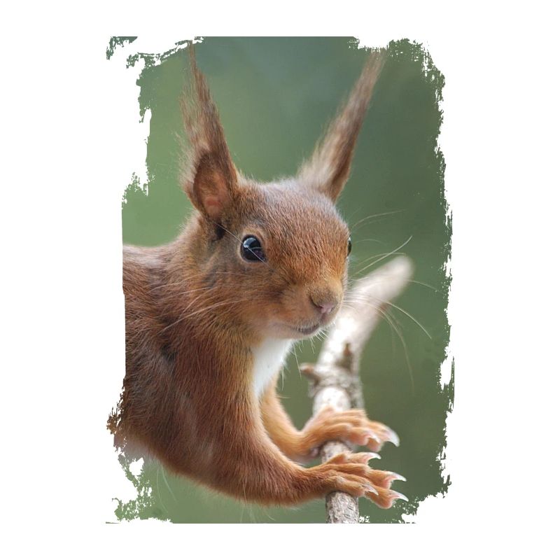 Eichhörnchen