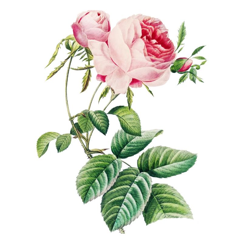 Rose 1