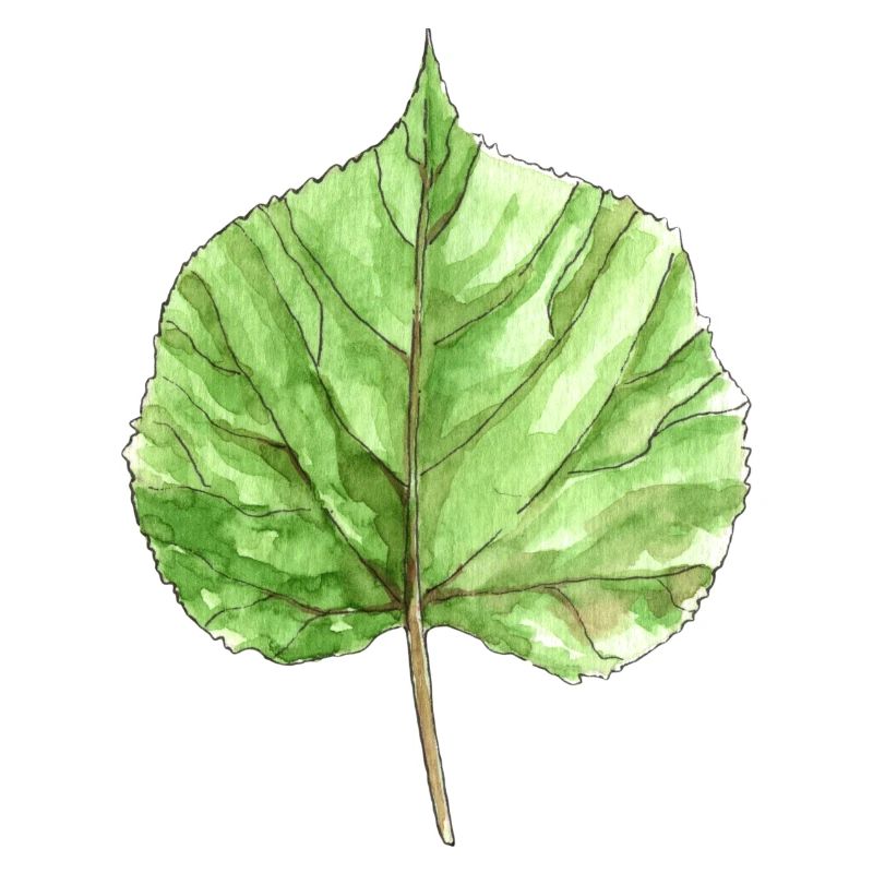 Lindenblatt