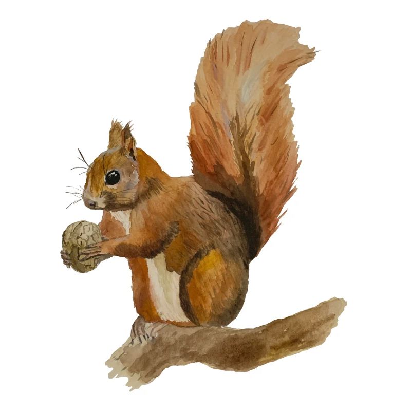 Eichhörnchen