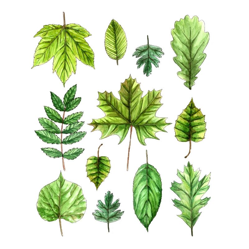 Feuilles, feuillage, feuilles d'arbres, feuillage