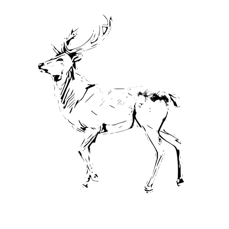 Hirsch