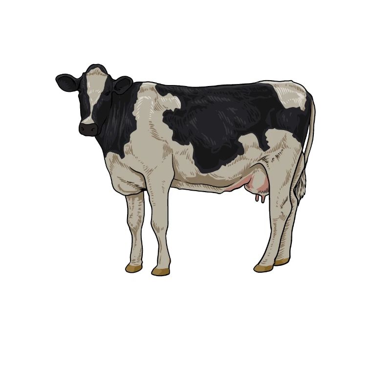 Dessin d’un bovin Holstein