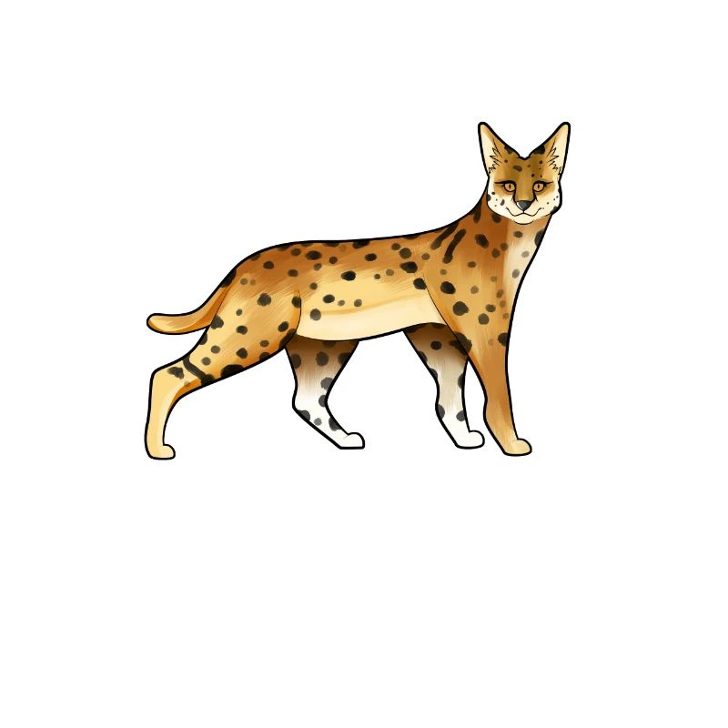 Dessin d’un serval