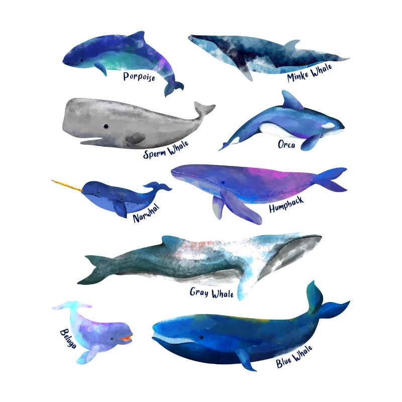 Dessins de baleines - Espèces de baleines