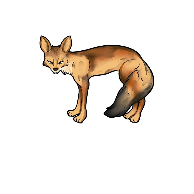 Dessin d’un renard du Bengale