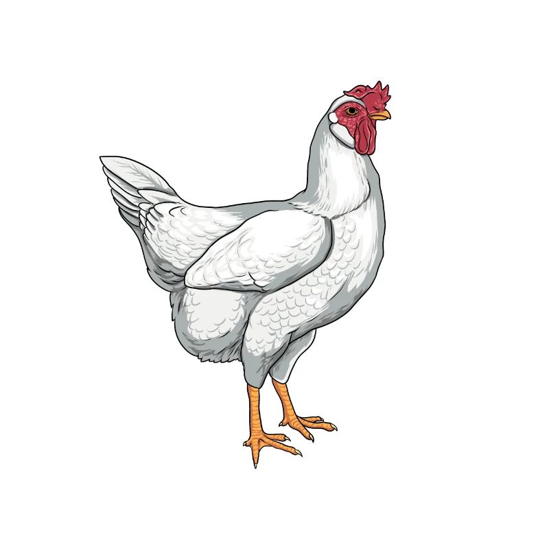 Leghorn