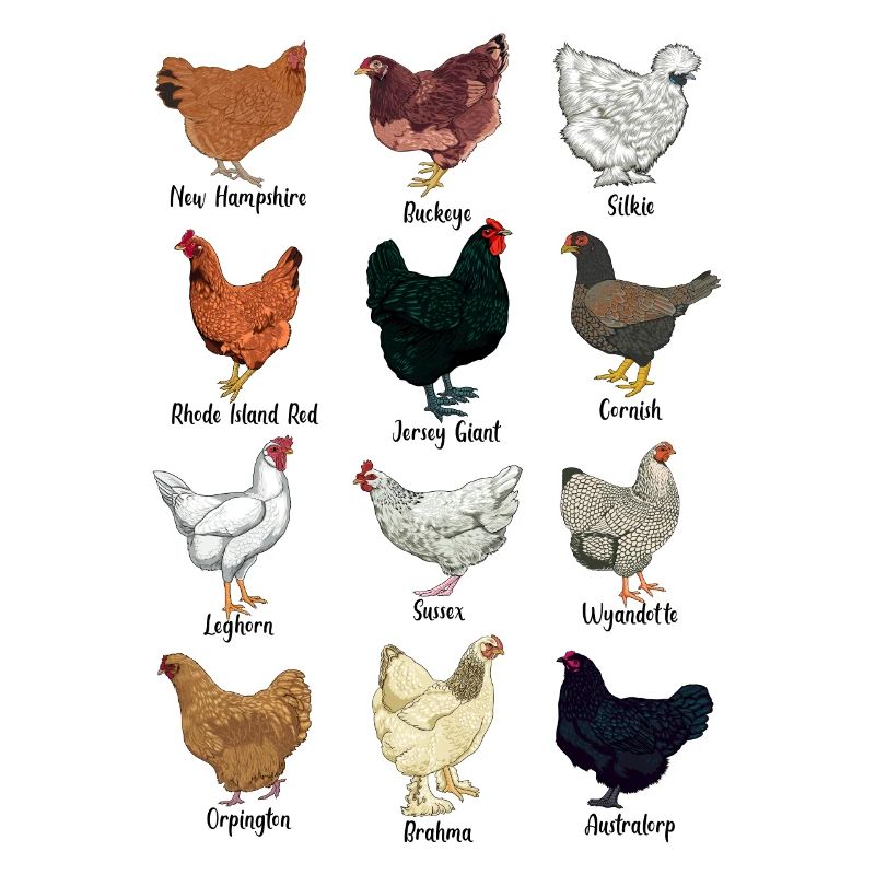 Assorted Chickens - Chicken Breeds