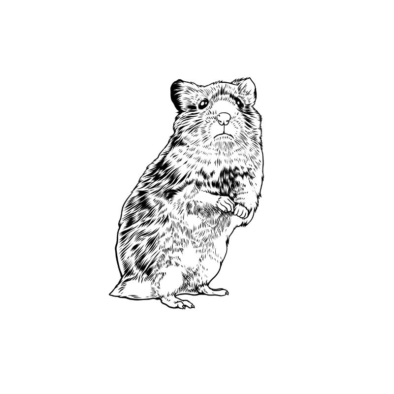 Black and White Drawing - Hamster