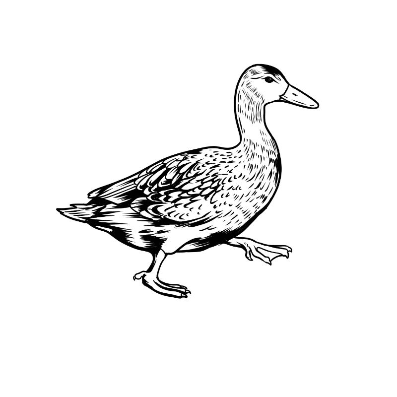 Black and White Drawing - Duck